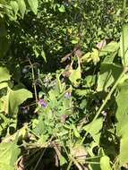 Image of Vicia amurensis Oett.