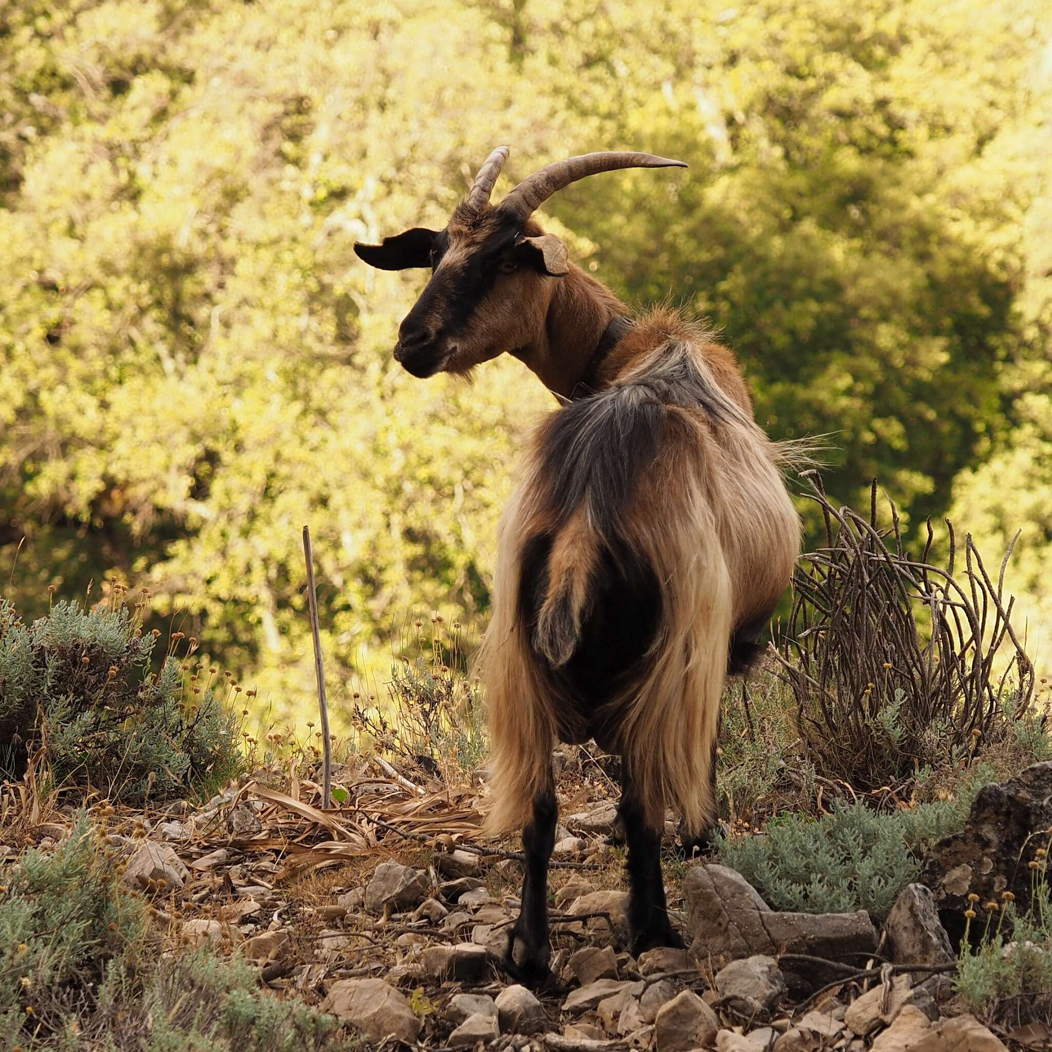 Image of domestic goat