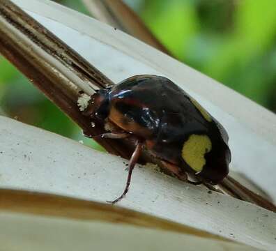 Image of Natal wild banana