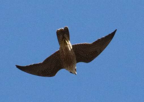 Слика од Falco peregrinus minor Bonaparte 1850