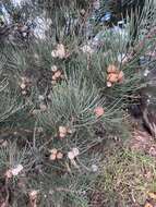 Image of Hakea drupacea (C. F. Gaertn.) Roem. & Schult.