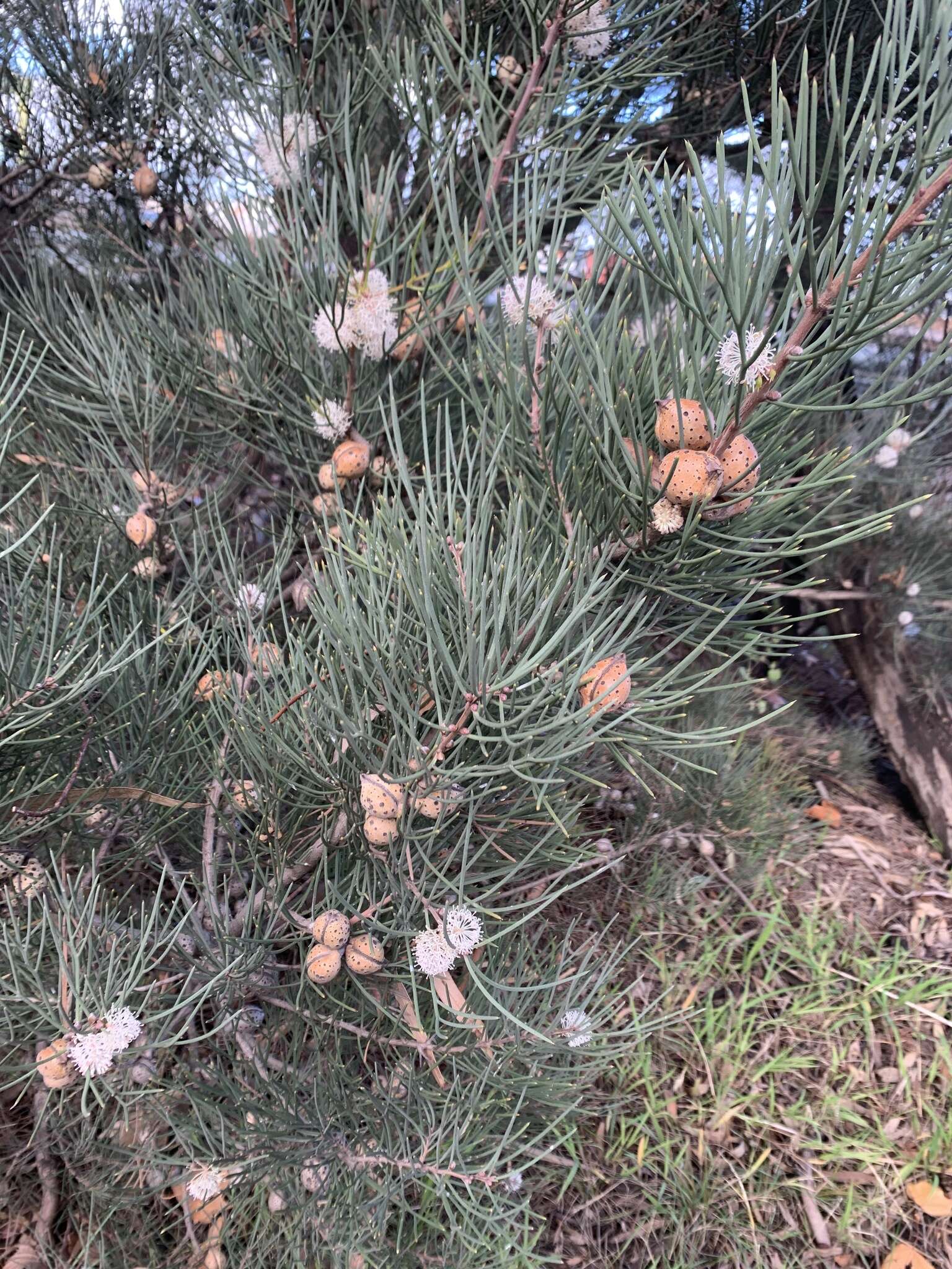 Image of Hakea drupacea (C. F. Gaertn.) Roem. & Schult.