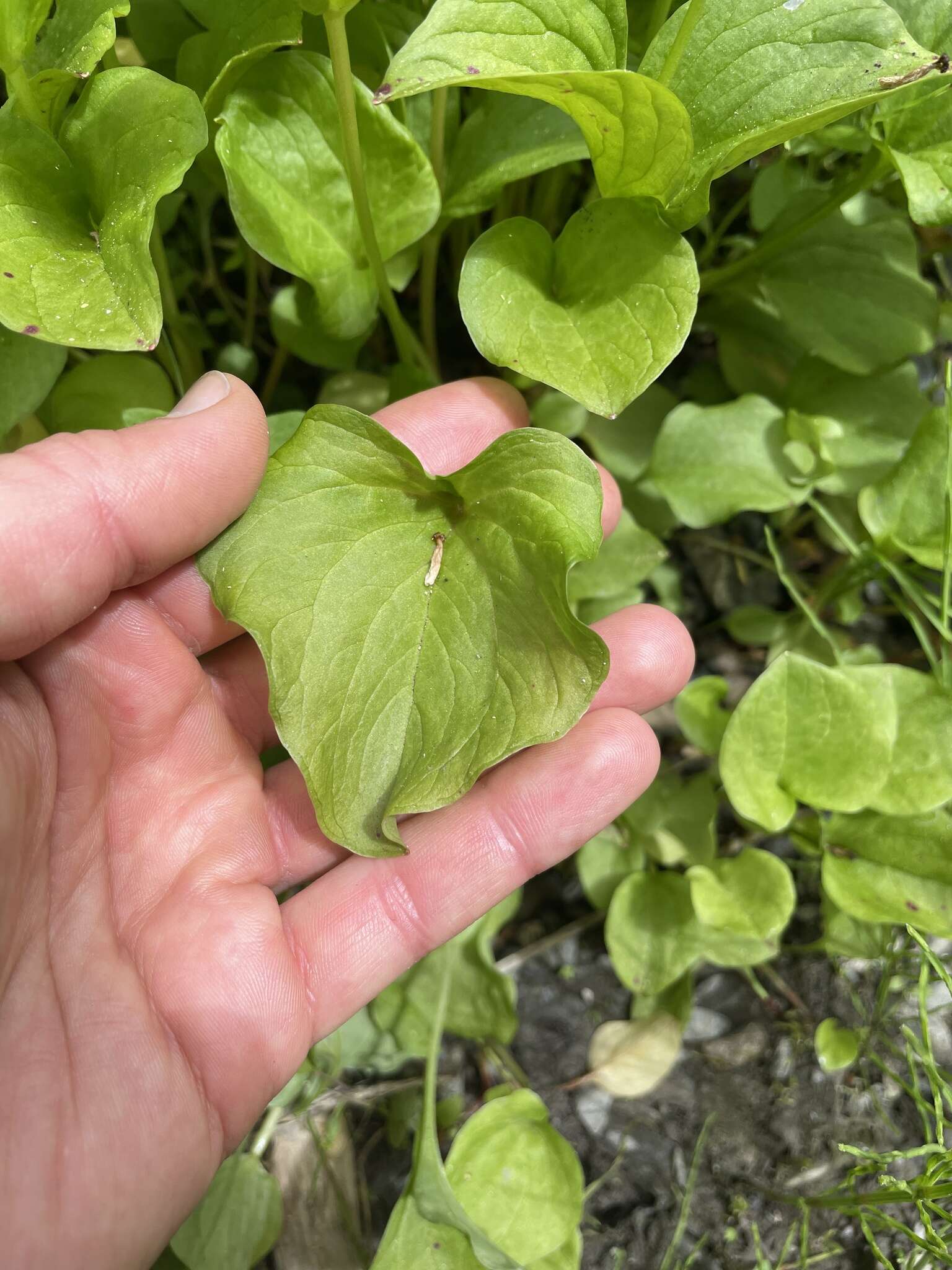 Claytonia cordifolia S. Wats. resmi