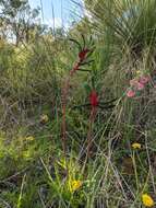 Plancia ëd Anigozanthos manglesii D. Don