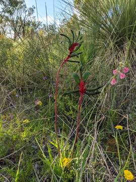 Image of Anigozanthos manglesii D. Don