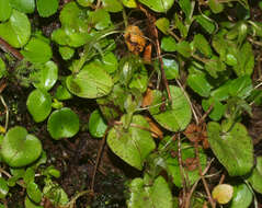 Image of Corybas papa Molloy & Irwin