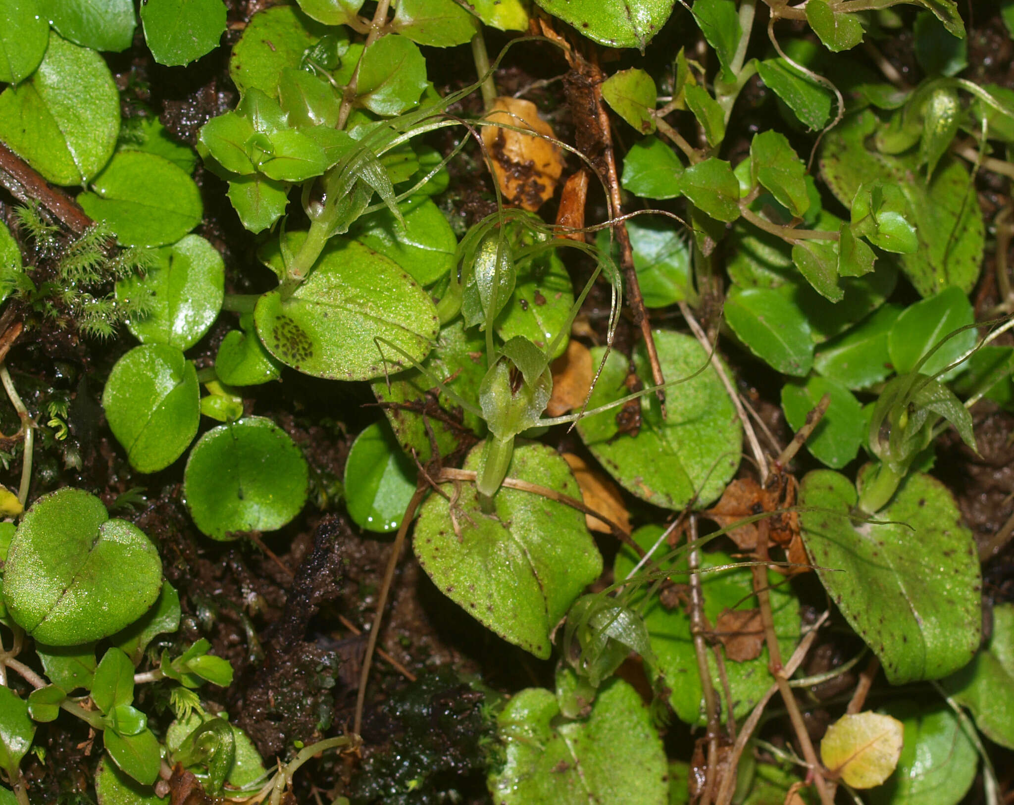 Image of Corybas papa Molloy & Irwin