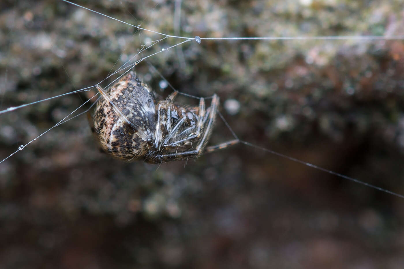 Image of Parasteatoda tabulata (Levi 1980)