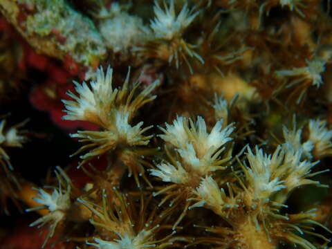 Image of Scalpel Coral