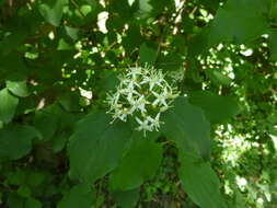 Imagem de Cornus sanguinea subsp. sanguinea
