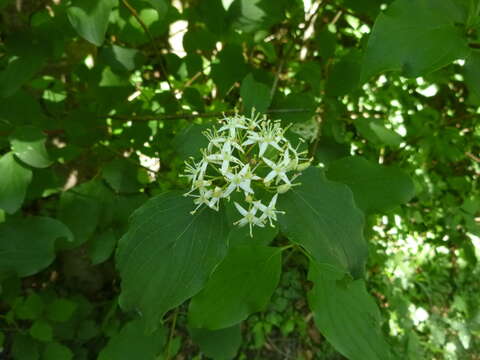 Image of Cornus sanguinea subsp. sanguinea