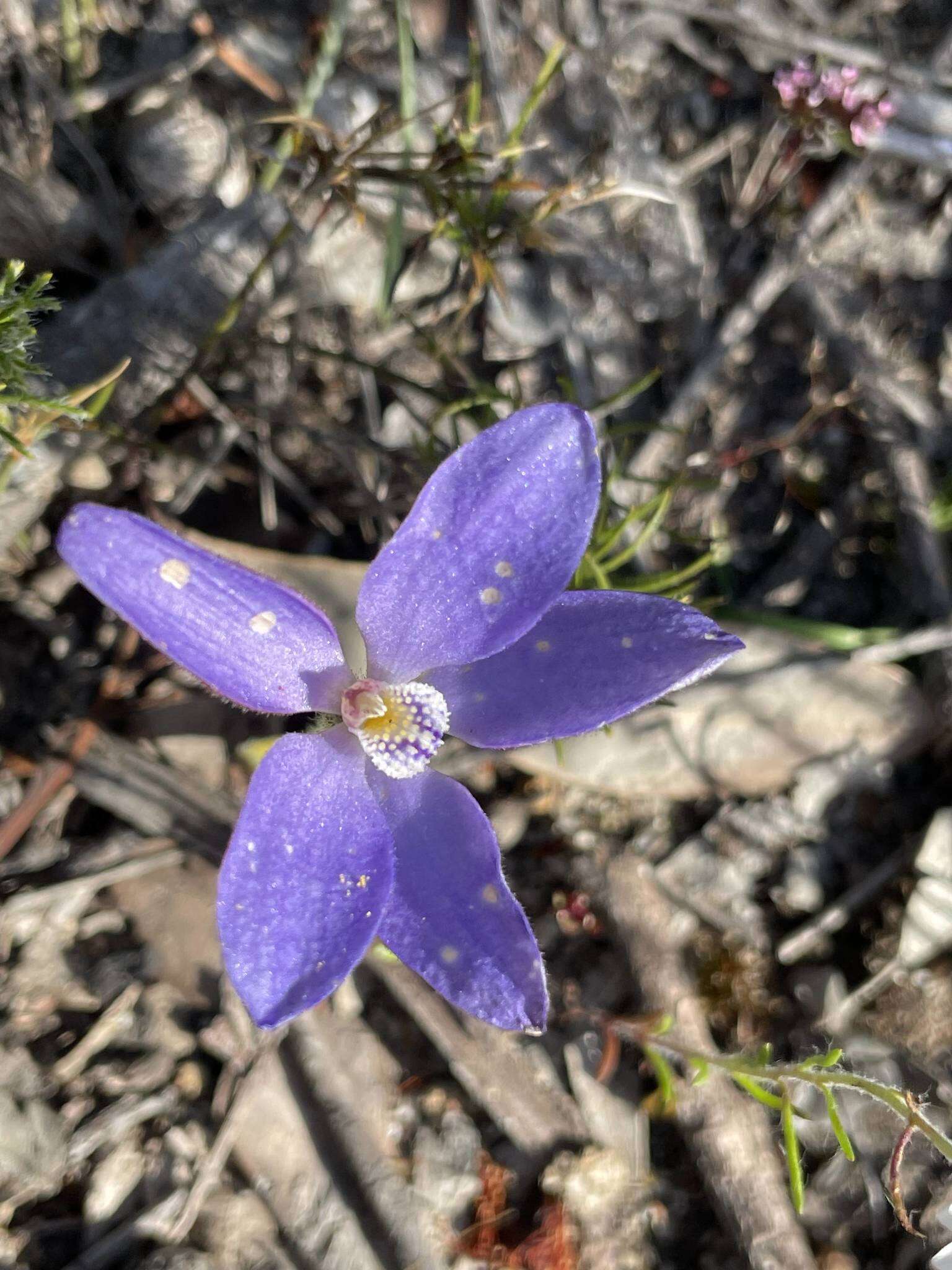 Caladenia gemmata Lindl.的圖片