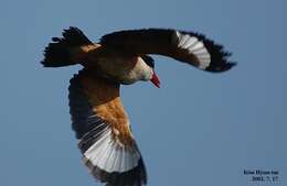 Image of Black-capped Kingfisher