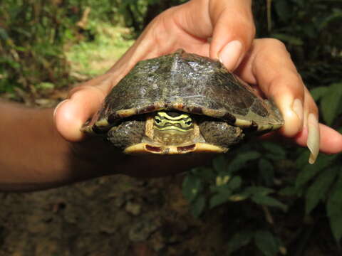 Image of Cuora amboinensis amboinensis Daudin 1802