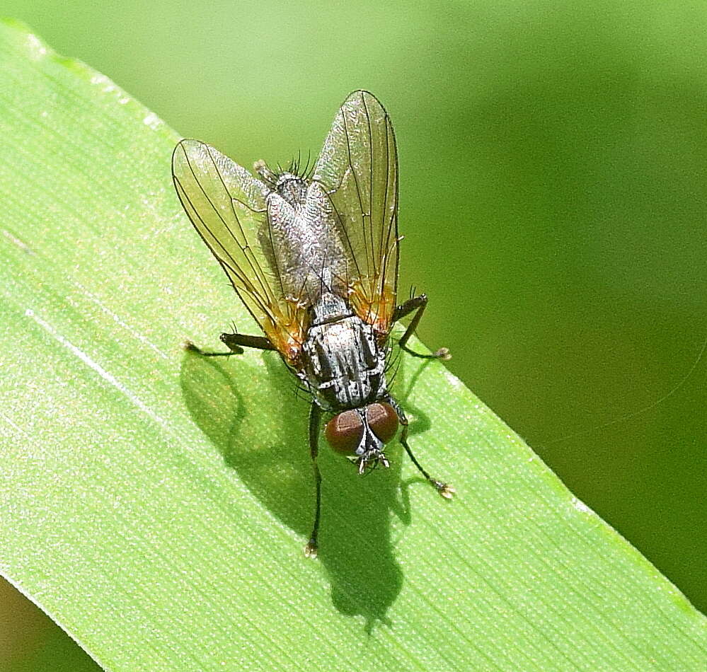 Image of Root-maggot fly