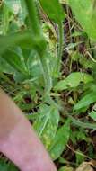 Imagem de Nicotiana quadrivalvis var. wallacei (A. Gray) Mansf.