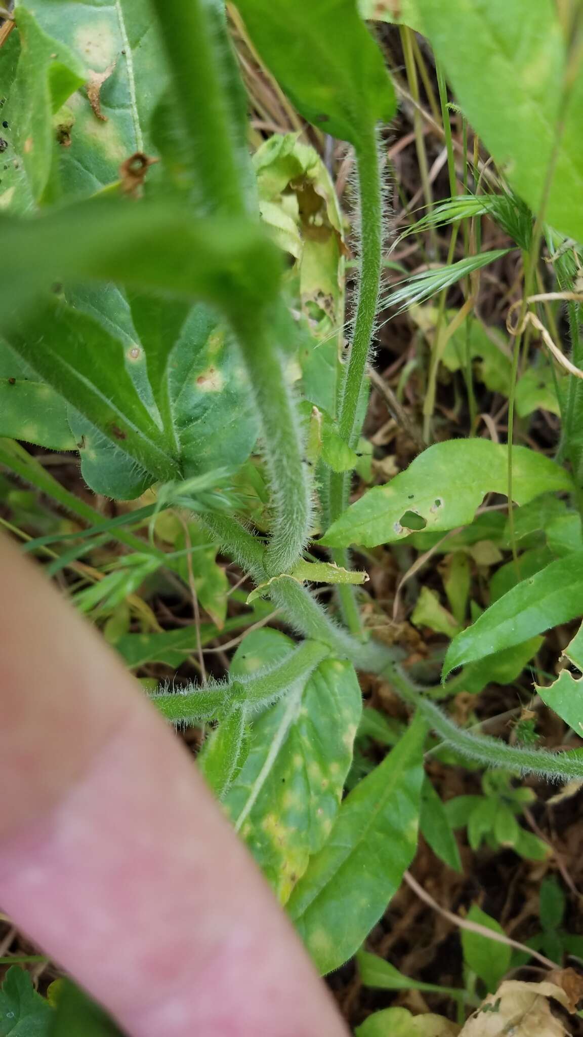 Imagem de Nicotiana quadrivalvis var. wallacei (A. Gray) Mansf.