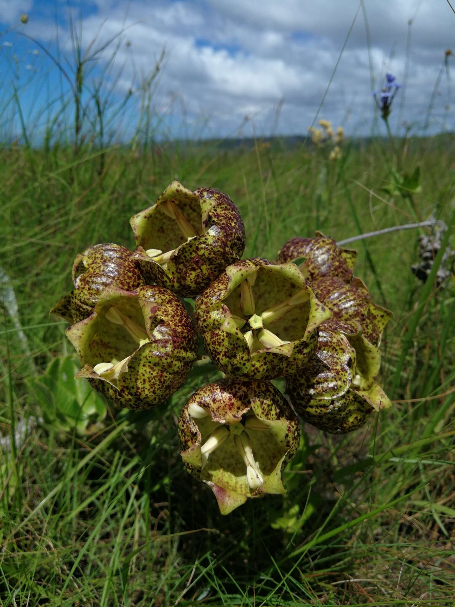 Sivun Pachycarpus grandiflorus (L. fil.) E. Mey. kuva