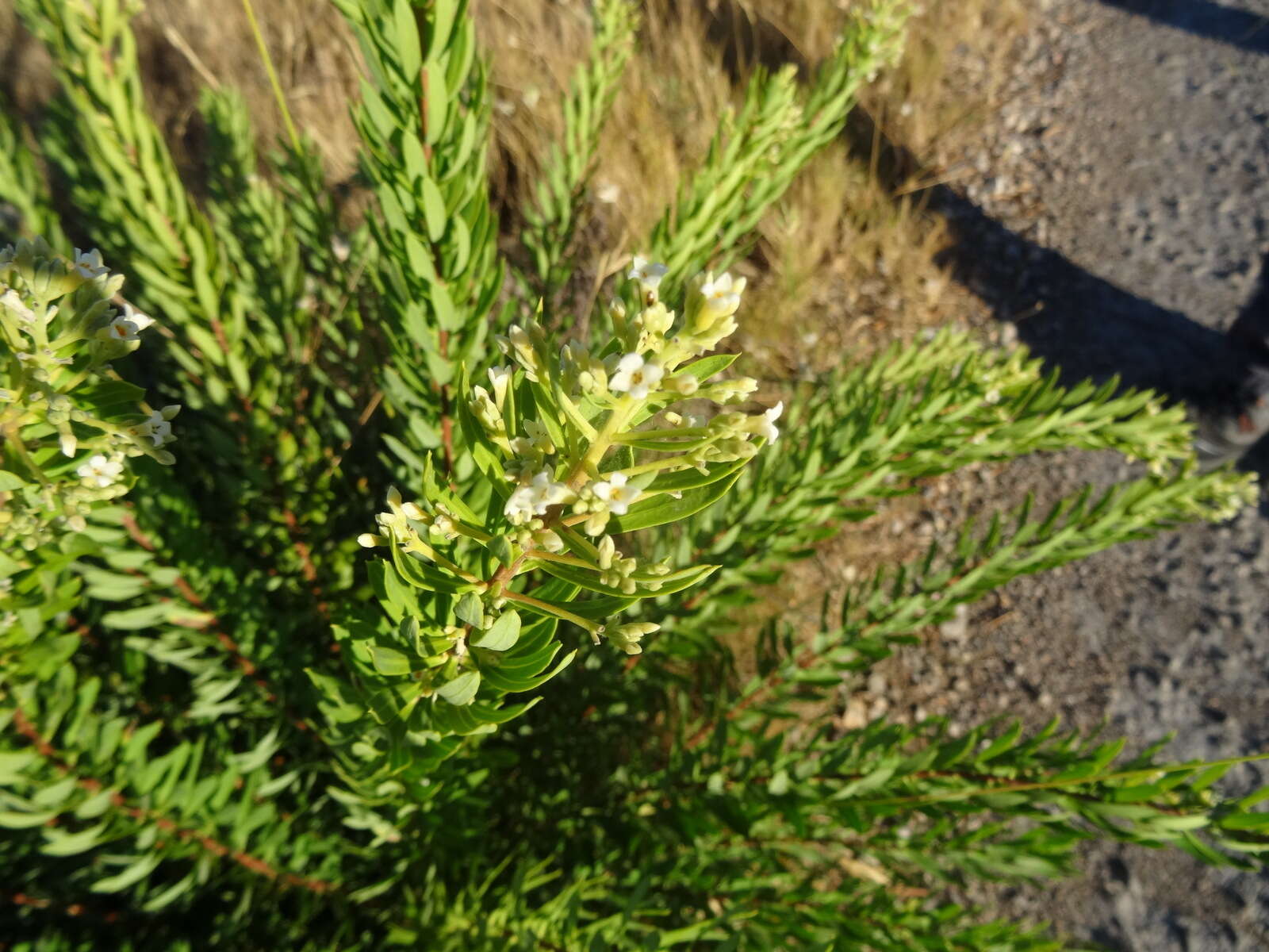 Image of Flax-Leaved Daphne