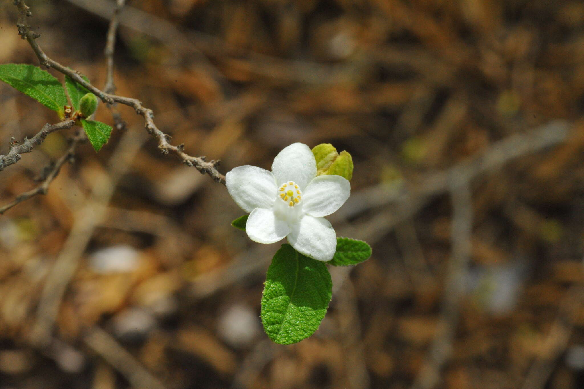 Image of Casearia dodecandra