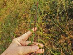 Image de <i>Brickellia <i>eupatorioides</i></i> var. eupatorioides