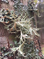 Image of ring lichen