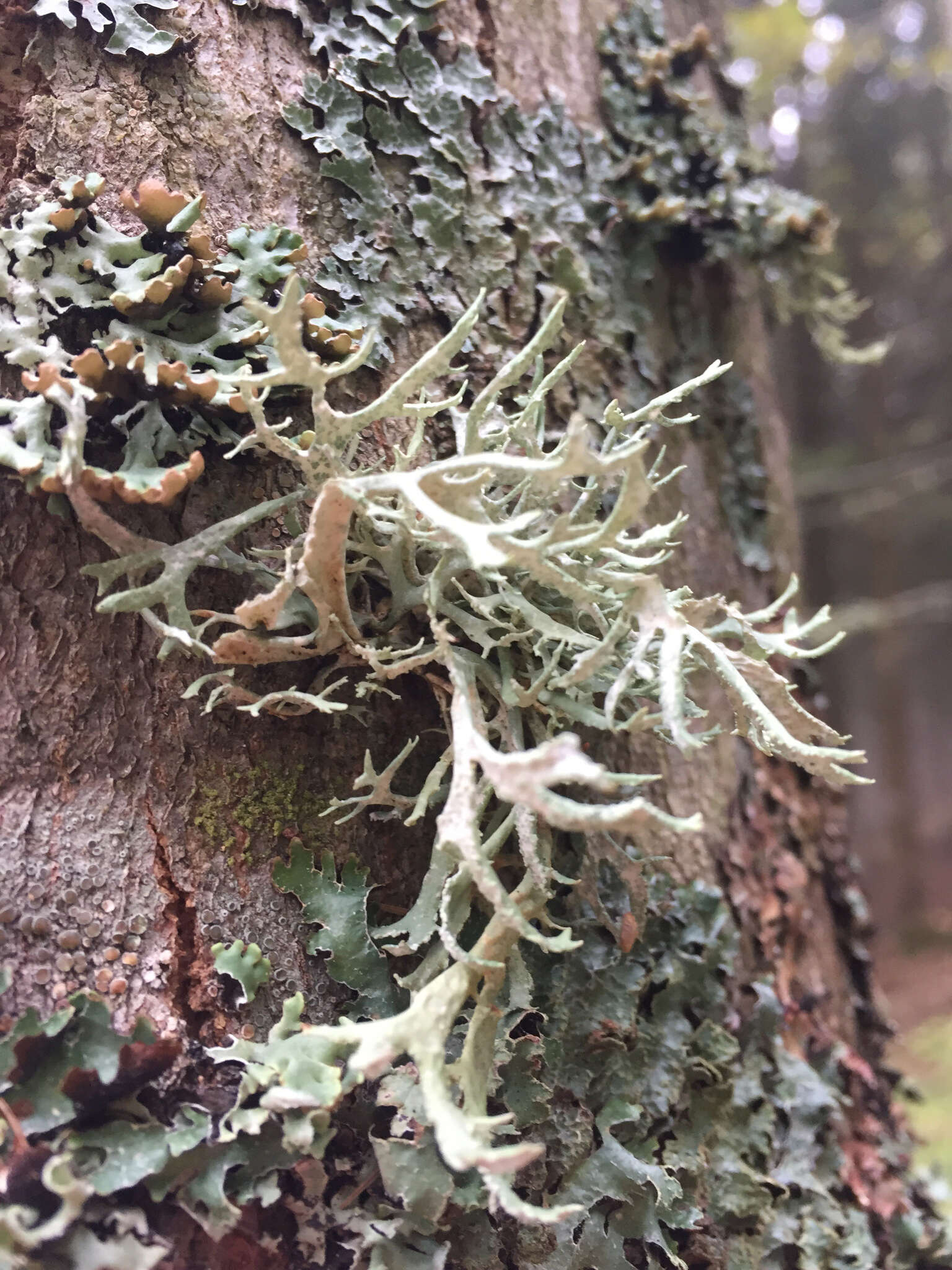 Image of ring lichen