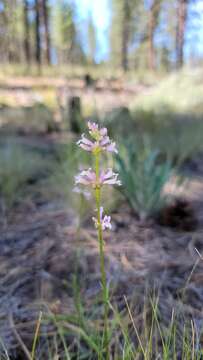 Image of Peck's beardtongue