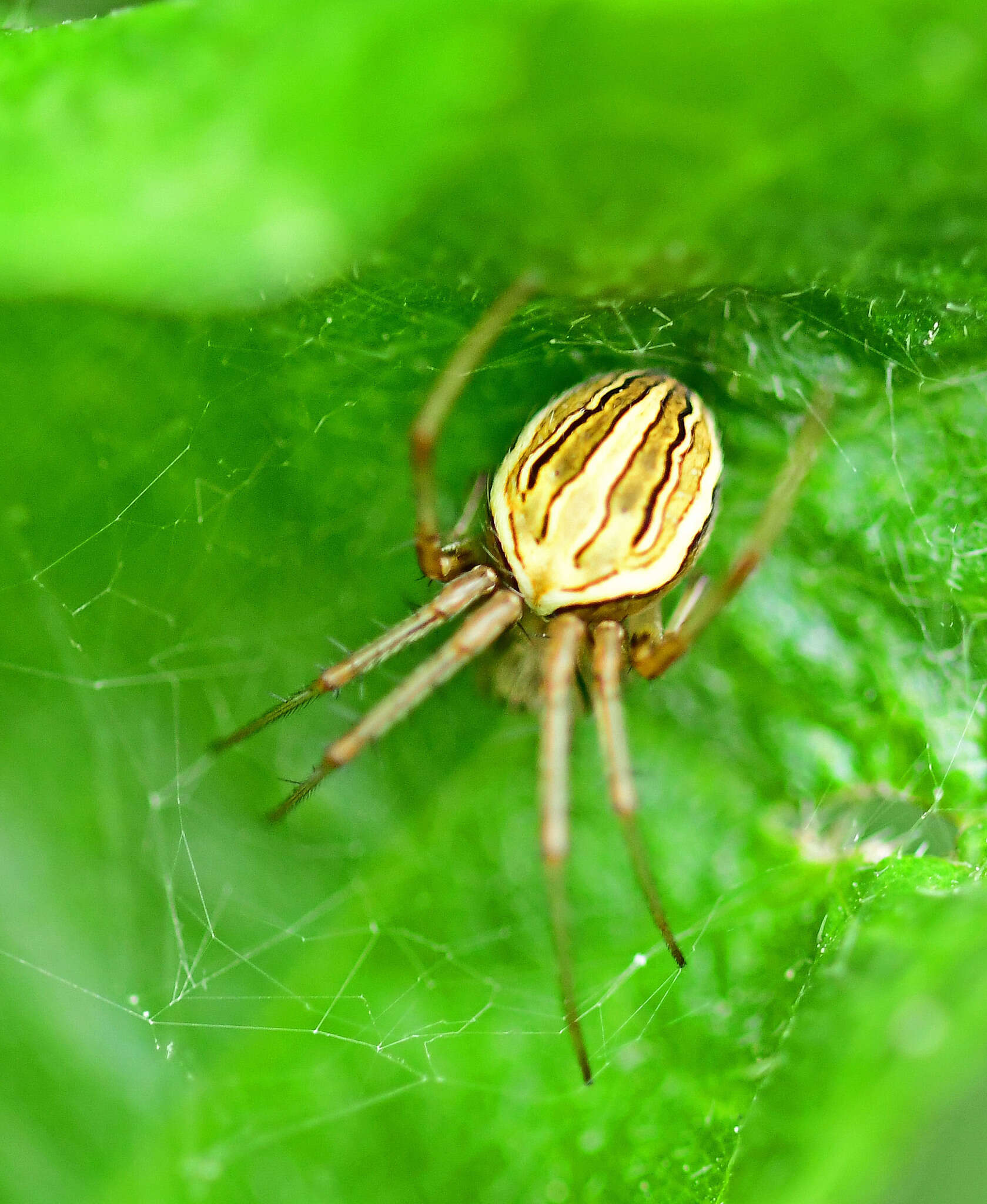 Image of Neoscona molemensis Tikader & Bal 1981