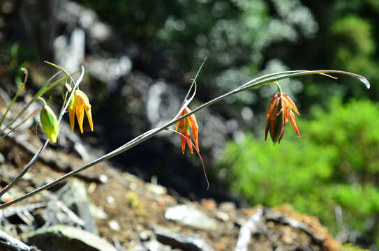 Calochortus raichei Farwig & V. Girard resmi