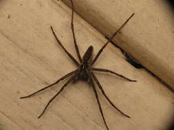 Image of Nursery-web spider