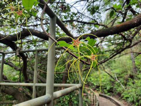 Слика од Strophanthus divaricatus (Lour.) Hook. & Arnott