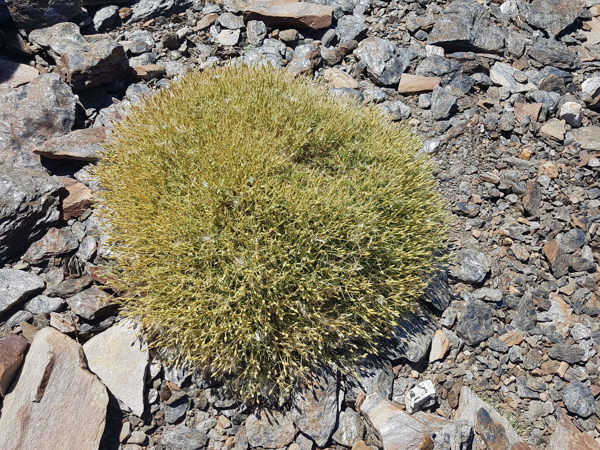 Image of Arenaria pungens Lag.