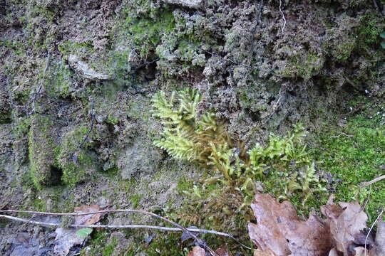 Image of eurhynchium moss