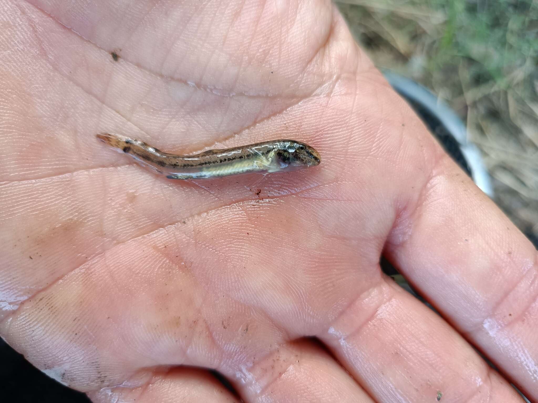 Image of Italian Loach