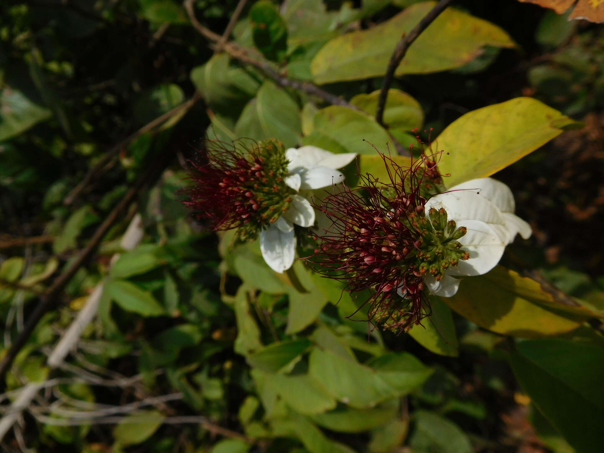 Image de Combretum racemosum Beauv.