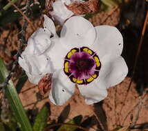 Image of Cape buttercup