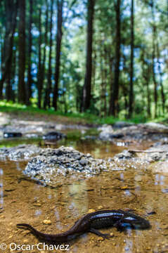 Image of Michoacan Stream Salamander