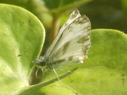 Image of Turk's-Cap White-Skipper