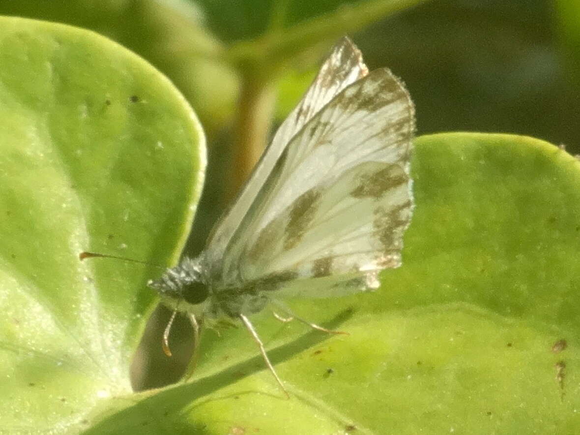 Image of Turk's-Cap White-Skipper