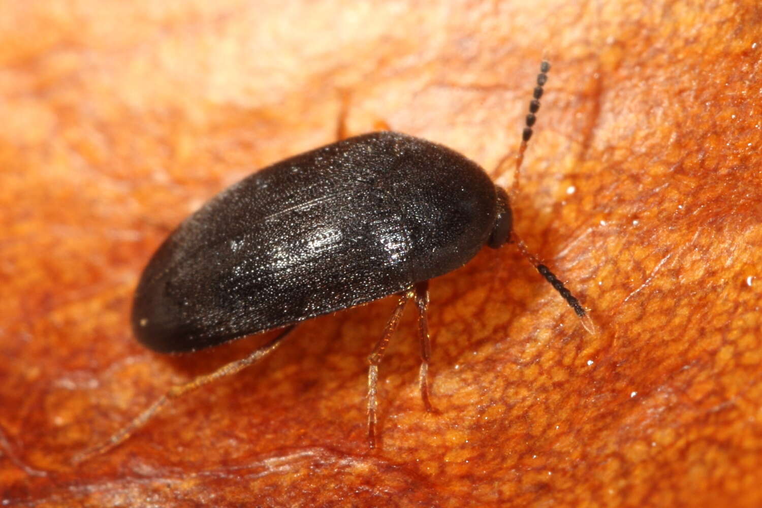 Sivun Eustrophopsis bicolor (Fabricius 1798) kuva