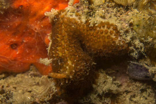 Image of thorn coral