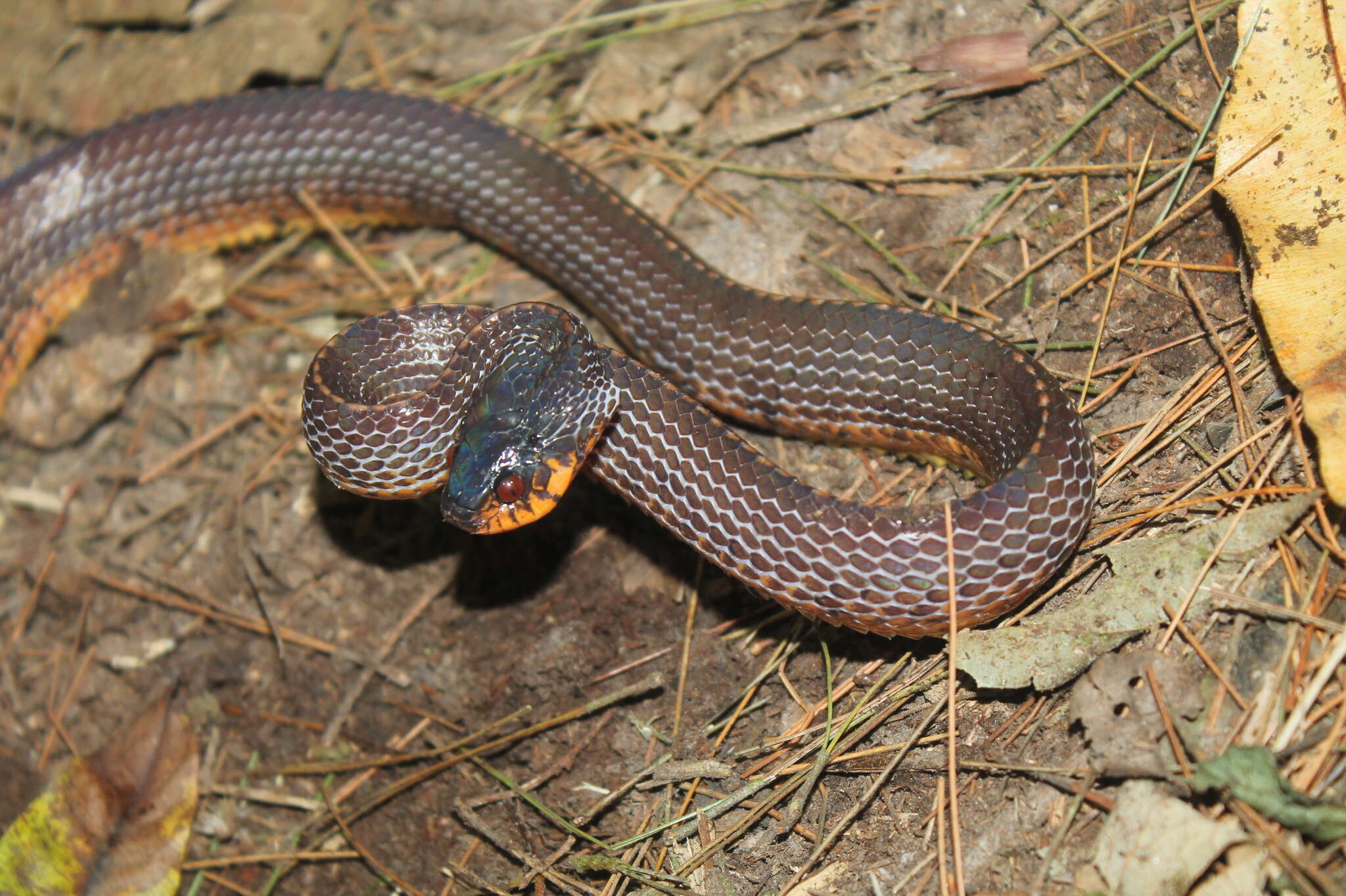 Image of Asthenodipsas vertebralis (Boulenger 1900)