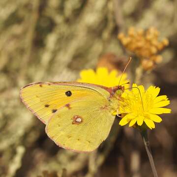 Image of clouded yellow