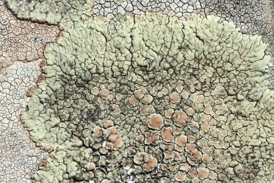 Image of <i>Lecanora bolcana</i>