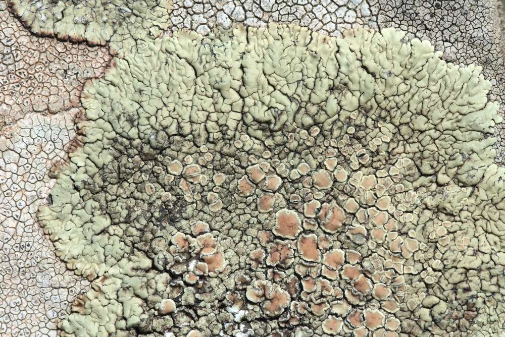 Image of <i>Lecanora bolcana</i>