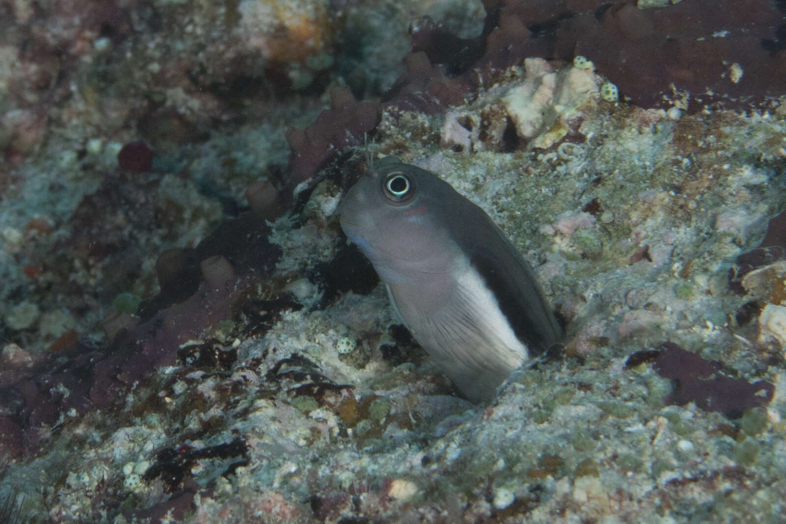 Image of Bicolor Blenny