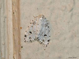 Image of Little White Lichen Moth