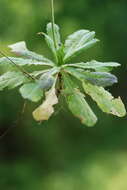 Image of Capsella grandiflora (Fauché & Chaub.) Boiss.