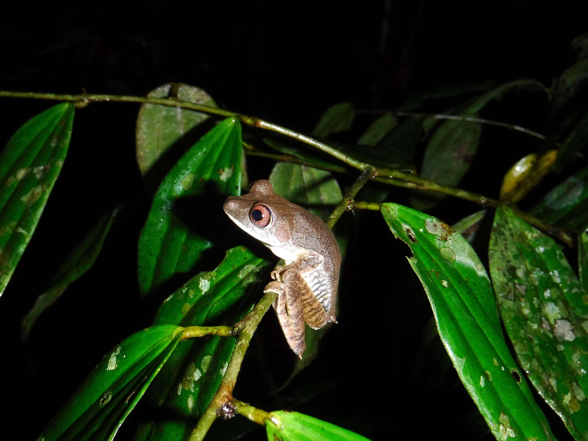 Image de Boana appendiculata